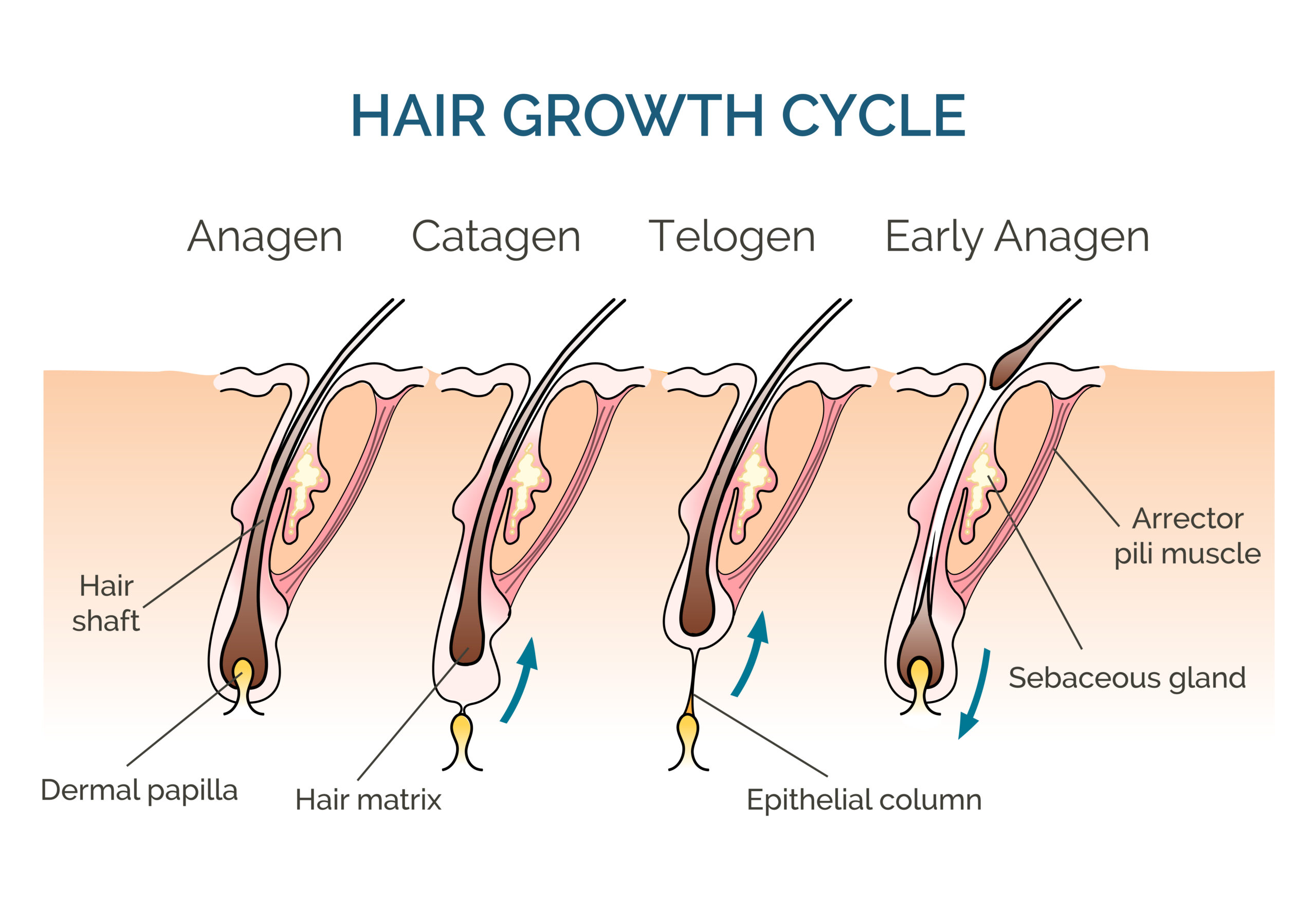 Hair Growth